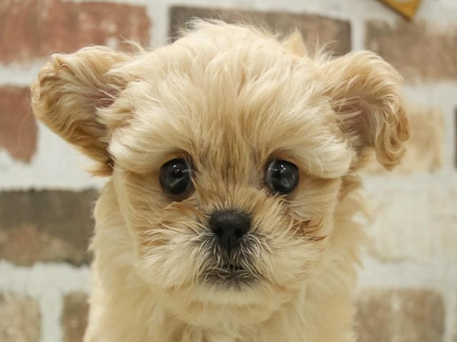 静岡県のハーフ犬 (ペッツワン沼津店/2024年2月24日生まれ/女の子/アプリコットホワイト)の子犬